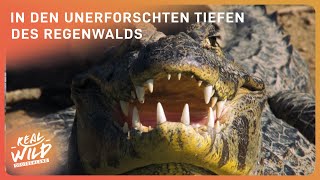 3+ Stunden Regenwald Doku zum Einschlafen