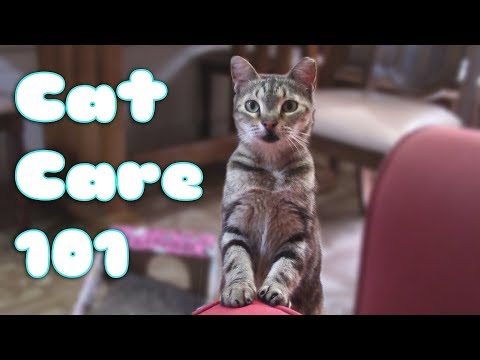 HOW TO CARE FOR A CAT or KITTEN! (101 EVERYTHING ...