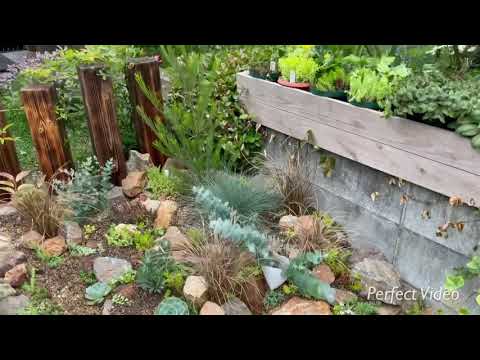 イングリッシュローズ「エイブラハム・ダービー」 植物