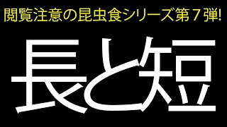 閲覧注意の昆虫食シリーズ！第７弾！長と短