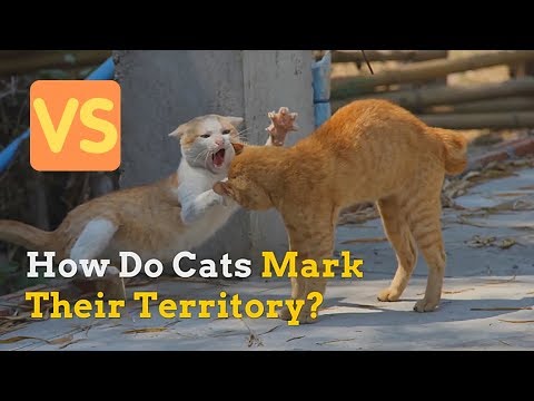 How Do Cats Mark Their Territory and How Do They Protect It