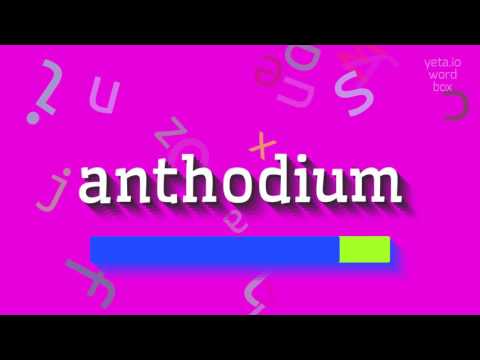 ANTHODIUM - HOW TO PRONOUNCE ANTHODIUM? #anthodium