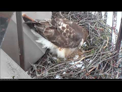 2018 03 06 - Red-tailed Hawk - Big Red has laid her first egg
