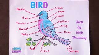How To Draw And Label A Bird | Parts of a bird | step by step tutorial