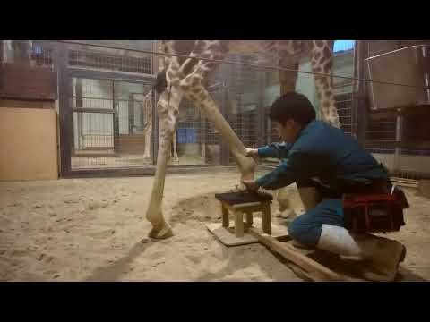 2017.12.22  「Hoof care」 Giraffe  Positive Reinforcement Training（HD)