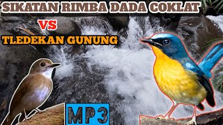 Download lagu BURUNG Sikatan Rimba Dada Coklat VS Tledekan Gunung || MP3 terapi alam untuk burung macet bunyi mp3