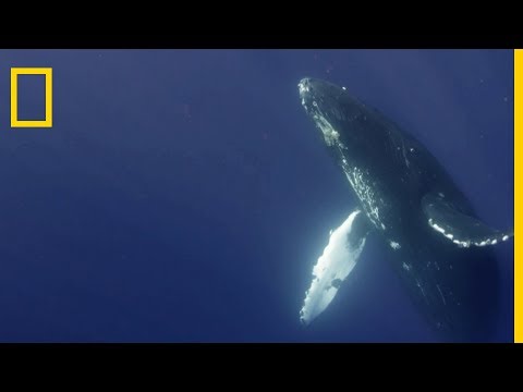 Incroyable chant des mâles de baleine à bosse