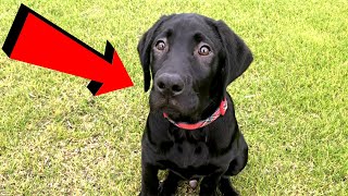 Labrador Puppy Plays At The Park!!