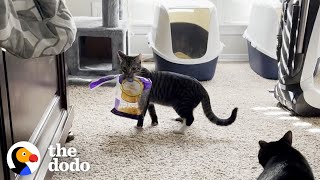 Cat Needs A Family Who Will Understand His Obsession With...Cheese | The Dodo Cat Crazy