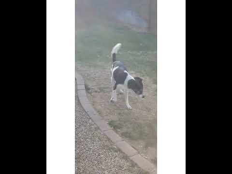 Crystal the Pet Nanny. LLC video.