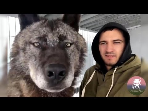 The Heartwarming Friendship Between a Man and a Wolf