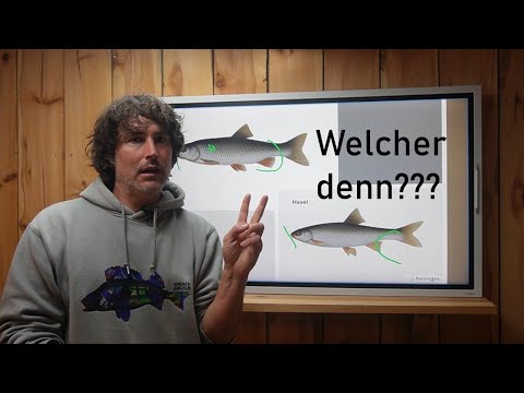 Hardly any angler can tell these fish apart! Chub and dace