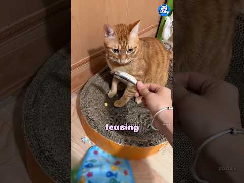 “Mood changed real fast🦴 😼😂”#funnycat #funnyshorts #shorts #wholesome #animalshorts #viralshorts