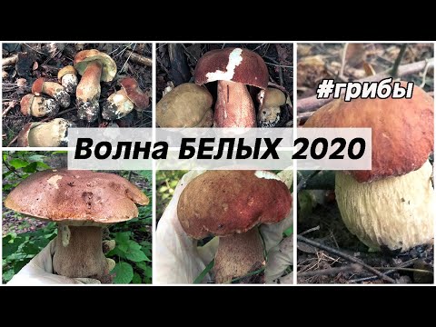 ШОК! Волна БЕЛЫХ ГРИБОВ! Колосовики/ Боровики. Часть 2.