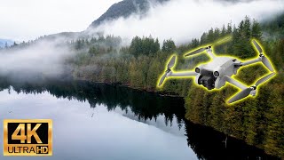 Coastal Western Hemlock Forest - Foggy Day in the Temperate Rainforest  - 4K Drone Flythrough