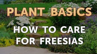 How to Care for Freesias