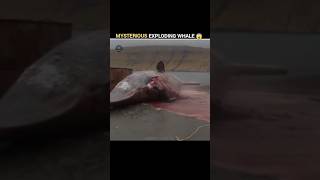 Mysterious Exploding Whale...😨😱 #shorts #shortfact #amritakhatri ...
