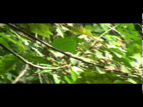 Timália sivohlavá (Stachyris poliocephala) — správanie, biotop a hlas