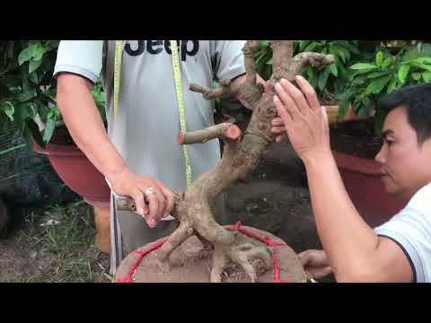 3/9/2019 6 cây mai vàng xù bonsai chân cành đẹp/Lh 0972666608 nghĩa (đã bán)