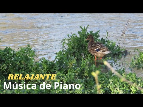 Relajante Música de Piano y Naturaleza Ideal para Meditar, Desconectar y Descansar. #suscríbetehoy