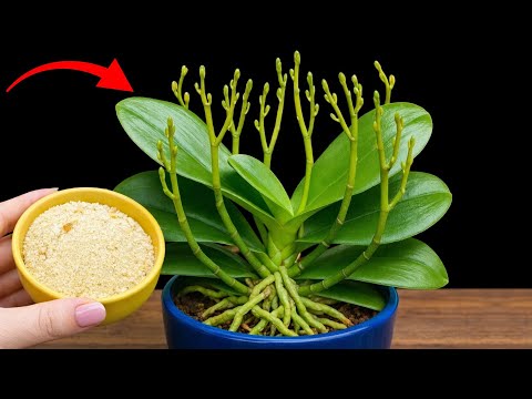 Place it under your orchid! It will instantly sprout 100 branches and bloom year-round