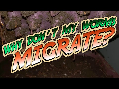 This is WHY your WORMS are NOT MIGRATING to your UPPER BINS
