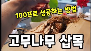 벵갈 고무나무(삽목 물꽂이)할때 주의할점 3가지! #고무나무굵게하는방법 #벵갈고무나무삽목삽수물꽂이 #고무나무…