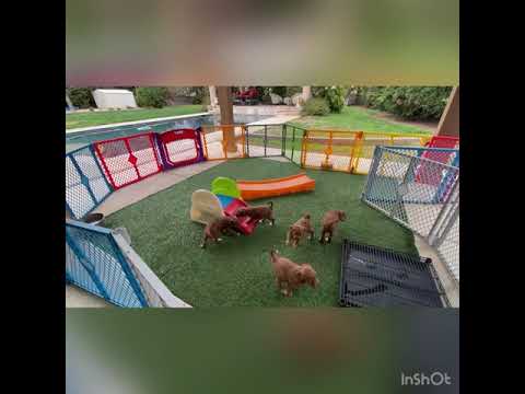 Roya & Oscar puppies