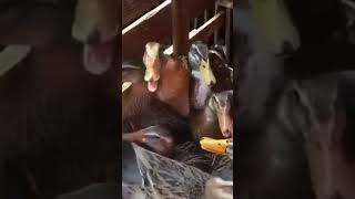 Download lagu suara  bebek ketawa song efeck #funnyvideosclip #telugufunnyvideos #babyfunnyvideo mp3