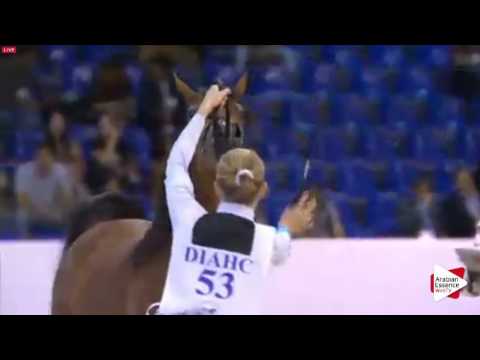 N.53 VANDETTA OS - Dubai 2016 - Yearling Fillies (Class 2B)