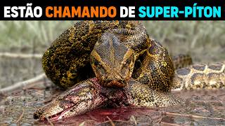 🚨 A Flórida CRIOU SUPER-PÍTON enorme que ATACA HUMANOS