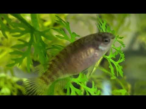 Dario Black Tiger MATING