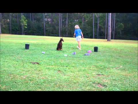 Fi SB 2 sit stay 10 16 13