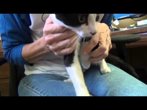 WJRZ Happy Tailz Nina and Neville