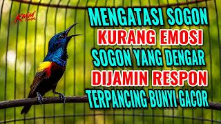 Download lagu Mengatasi sogon kurang emosi‼️ Pancingan sogon agar bunyi gacor mp3