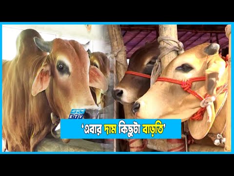 জমে উঠেছে চট্টগ্রামে পশু হাট,দাম নিয়ে ক্রেতাদের মিশ্র প্রতিক্রিয়া