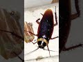 Cockroach Video