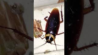 Download lagu Cockroach Video mp3 Download lagu Cockroach Video mp3