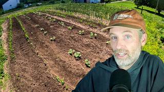 Compost Over the Cover Crops + Watermelons (With or Without Seeds)