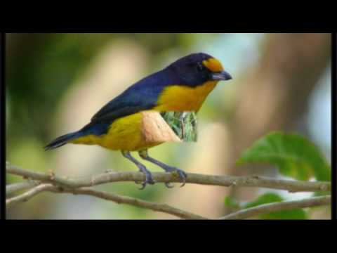 Obras de Poeta Chitãozinho e Xororó musica original