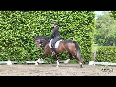 3 Years Mare old by Escolar