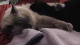 猫2匹が寝てるだけの動画。