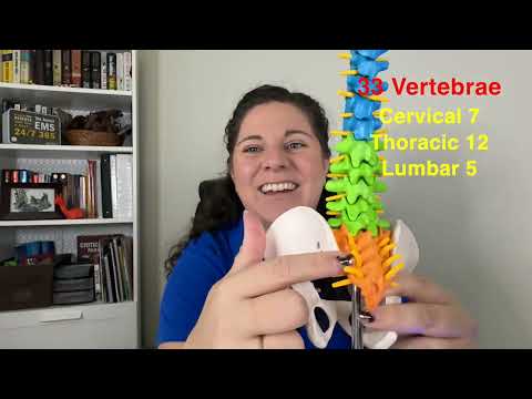 Spine Anatomy Explained | Vertebral Column & Spinal Nerves for EMS Students