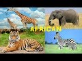 Animals For Kids Learn African Animals In English Video About Animals For Children