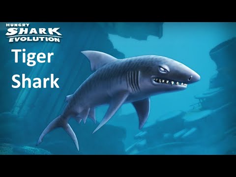 Hungry Shark Evolution - тигровая акула! Бьем рекорды! [HD/iPad]