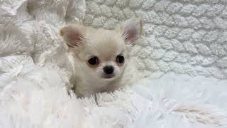 チワワ（ロング）の動画01