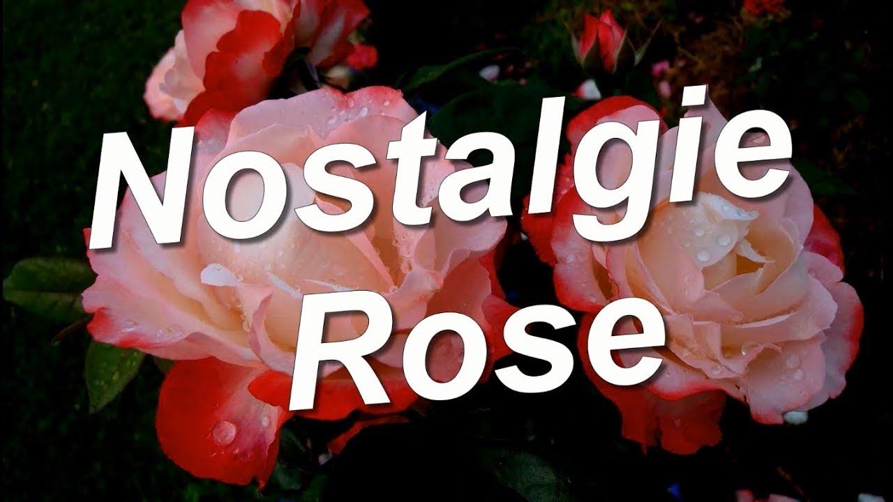 Nostalgie Rose