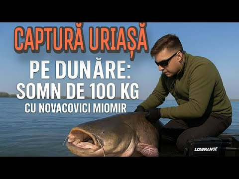 Captură impresionantă: Somn de 100 kg prins și eliberat pe Dunăre la Moldova Veche 