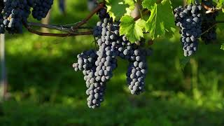 صورة الجنى الداني من أمثال الإمام الألباني _الحلقة(٢) لن يستقيم الظل والعود أعوج