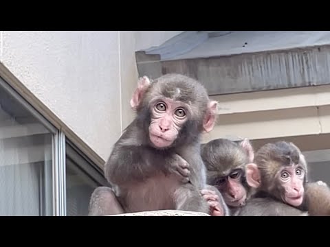 [Monte Takasaki] La vida diaria de los monos salvajes en un día🐒En todas partes hay mucha gente｜JAPÓN